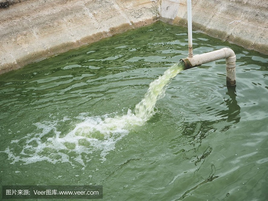 福魟魟魚專用飼料購買渠道，淘寶上哪些品牌魟魚飼料受歡迎
