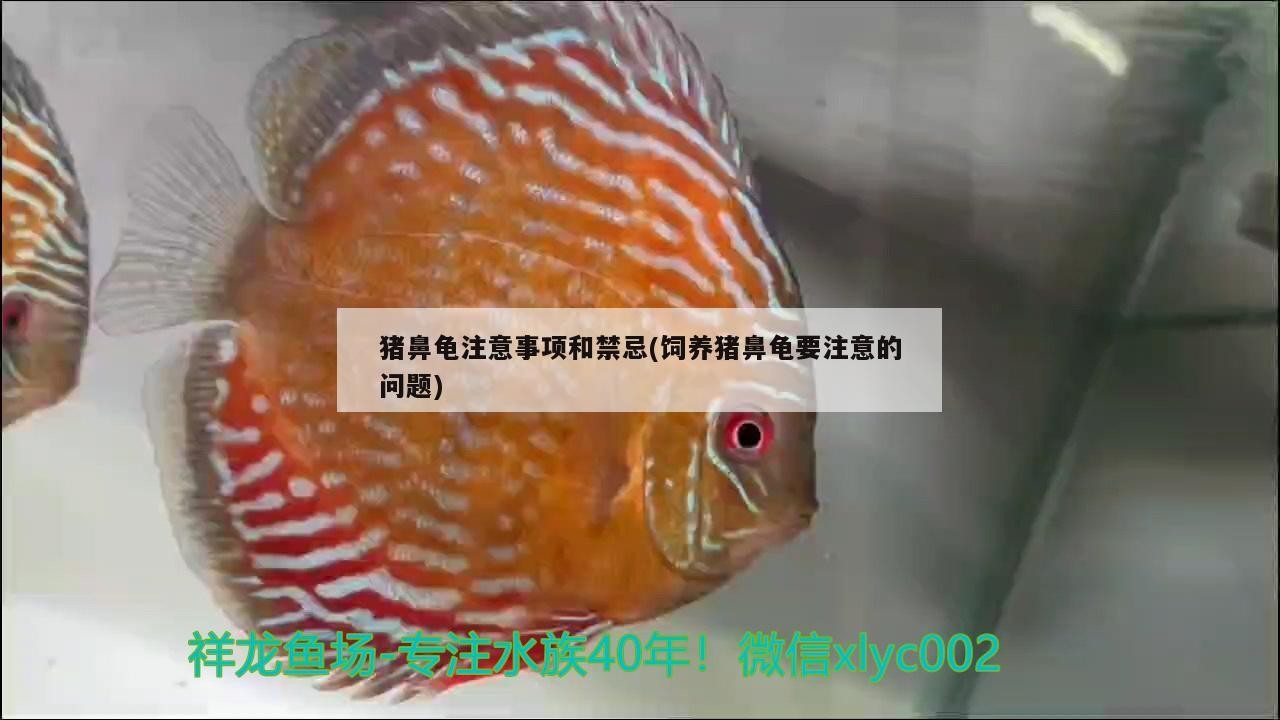 豬鼻龜注意事項和禁忌(飼養(yǎng)豬鼻龜要注意的問題)