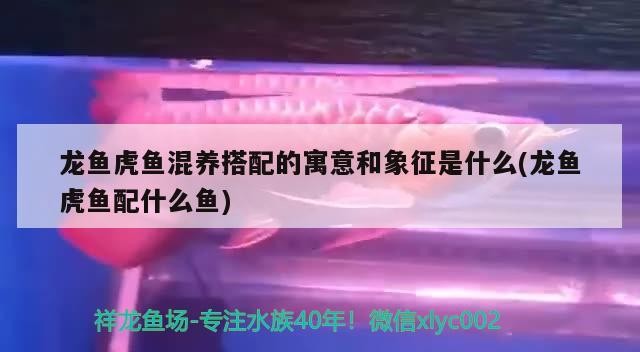 龍魚(yú)虎魚(yú)混養(yǎng)搭配的寓意和象征是什么(龍魚(yú)虎魚(yú)配什么魚(yú))