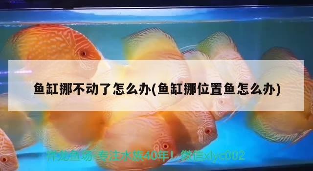 魚缸挪不動了怎么辦(魚缸挪位置魚怎么辦)