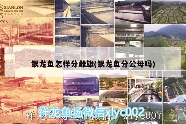 銀龍魚怎樣分雌雄(銀龍魚分公母嗎)