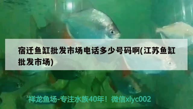 宿遷魚缸批發市場電話多少號碼啊(江蘇魚缸批發市場)