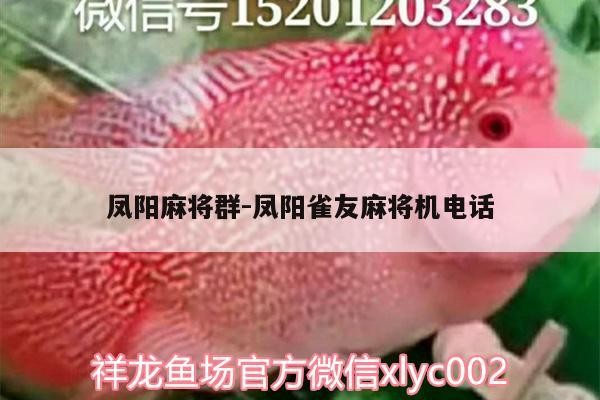 鳳陽(yáng)麻將群:鳳陽(yáng)雀友麻將機(jī)電話