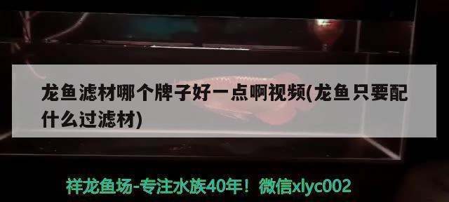 龍魚(yú)濾材哪個(gè)牌子好一點(diǎn)啊視頻(龍魚(yú)只要配什么過(guò)濾材)