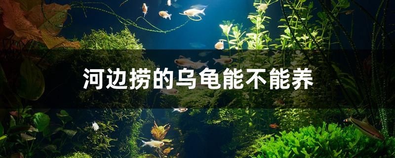 河邊撈的烏龜能不能養
