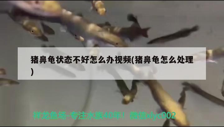 豬鼻龜狀態不好怎么辦視頻(豬鼻龜怎么處理) 豬鼻龜狀態不好怎么辦視頻(豬鼻龜怎么處理) 豬鼻龜百科