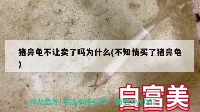 豬鼻龜不讓賣了嗎為什么(不知情買了豬鼻龜)