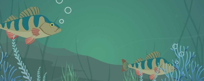 新加坡紅龍魚和馬來西亞紅龍魚混養嗎：新加坡紅龍魚和馬來西亞紅龍魚可以混養嗎