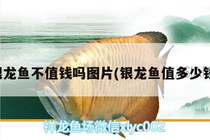 銀龍魚不值錢嗎圖片(銀龍魚值多少錢)