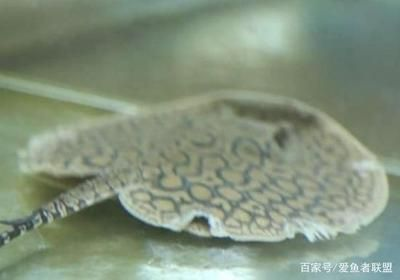魟魚脫膜爛邊：魟魚脫膜爛邊可能是由多種因素引起的