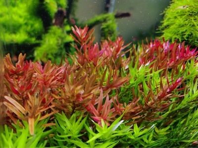大型魚缸價(jià)格多少：不同類型的大型魚缸的價(jià)格范圍