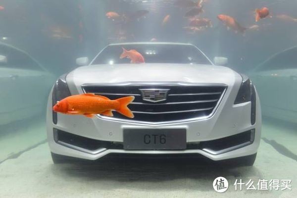 大型魚缸價(jià)格多少：不同類型的大型魚缸的價(jià)格范圍
