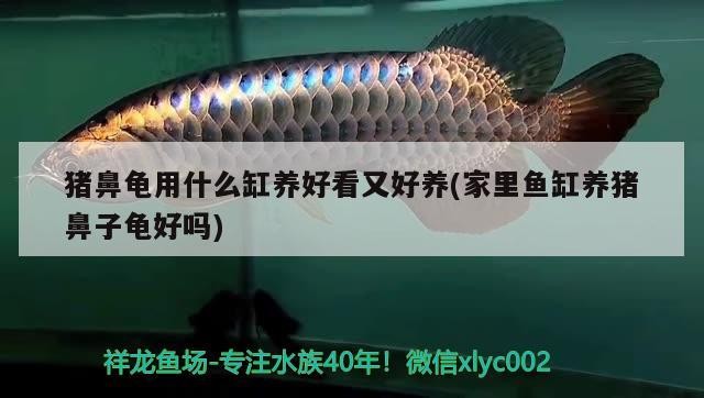 豬鼻龜用什么缸養好看又好養(家里魚缸養豬鼻子龜好嗎)