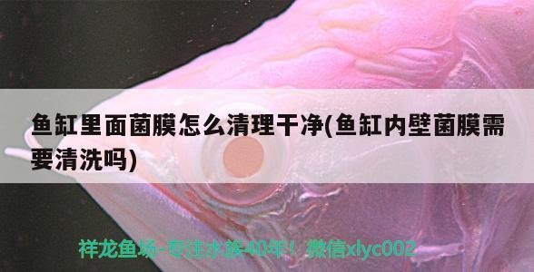 魚缸里面菌膜怎么清理干凈(魚缸內壁菌膜需要清洗嗎)