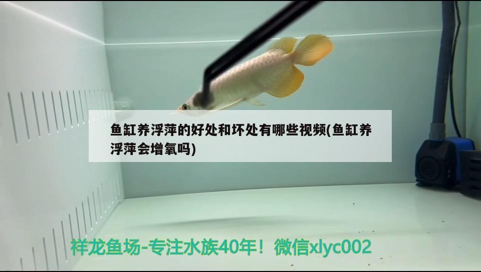 魚缸養(yǎng)浮萍的好處和壞處有哪些視頻(魚缸養(yǎng)浮萍會增氧嗎)