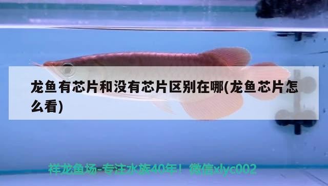 龍魚有芯片和沒有芯片區別在哪(龍魚芯片怎么看)