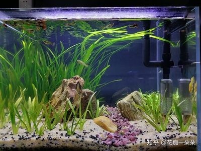 燕魚魚鰭根部充血會自愈嗎燕魚魚鰭根部充血如何治療，燕魚的魚鰭根部充血會傳染嗎？