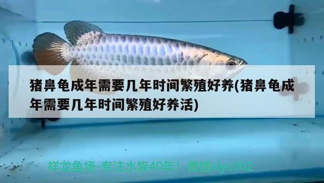 豬鼻龜成年需要幾年時間繁殖好養(豬鼻龜成年需要幾年時間繁殖好養活)