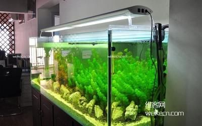 辦公室魚缸擺放什么位置最佳：辦公室魚缸擺放的最佳位置及其注意事項