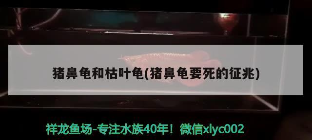 豬鼻龜和枯葉龜(豬鼻龜要死的征兆)