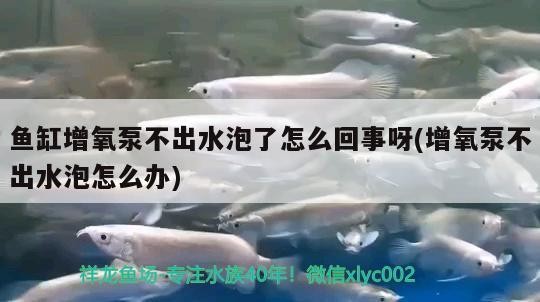 魚(yú)缸增氧泵不出水泡了怎么回事呀(增氧泵不出水泡怎么辦)