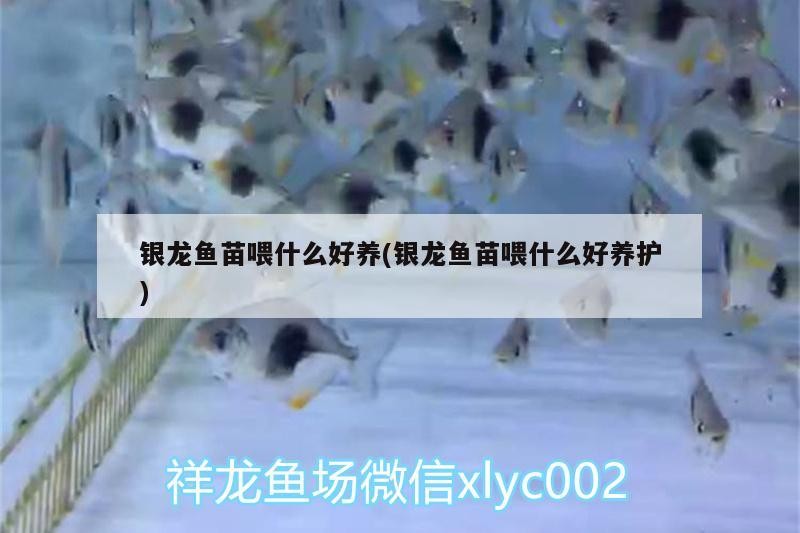 銀龍魚苗喂什么好養(銀龍魚苗喂什么好養護)