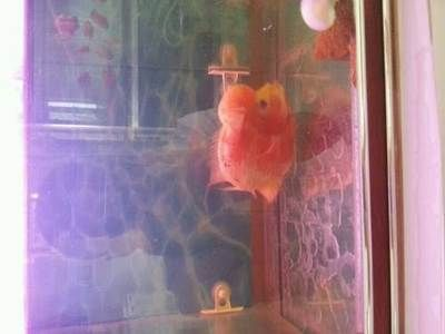 大同龍魚vs祥龍魚場（什么是大同龍魚）