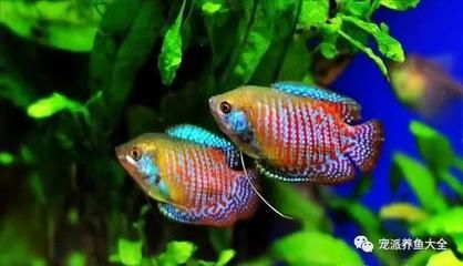 觀賞魚哪些（世界各地的觀賞魚文化世界各地的觀賞魚文化各有特色）