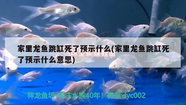 魚缸過濾器選購指南:自制魚缸過濾器魚缸上置過濾器對于養魚愛好者的必備知識 家里龍魚跳缸死了預示什么(家里龍魚跳缸死了預示什么意思) 紅龍魚百科 家里龍魚跳缸死了預示什么(家里龍魚跳缸死了預示什么意思) 家里龍魚跳缸死了預示什么(家里龍魚跳缸死了預示什么意思) 紅龍魚百科