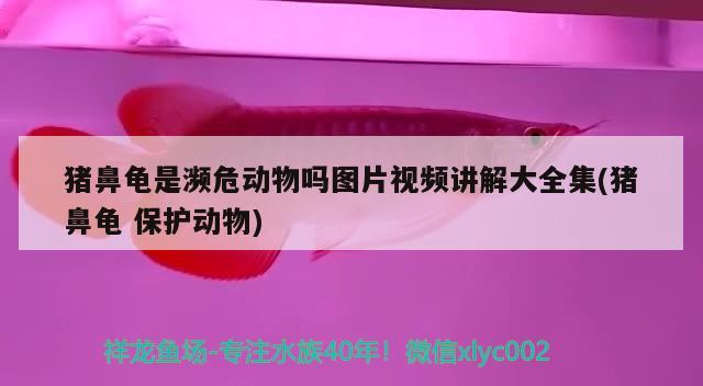 豬鼻龜是瀕危動物嗎圖片視頻講解大全集(豬鼻龜保護動物)
