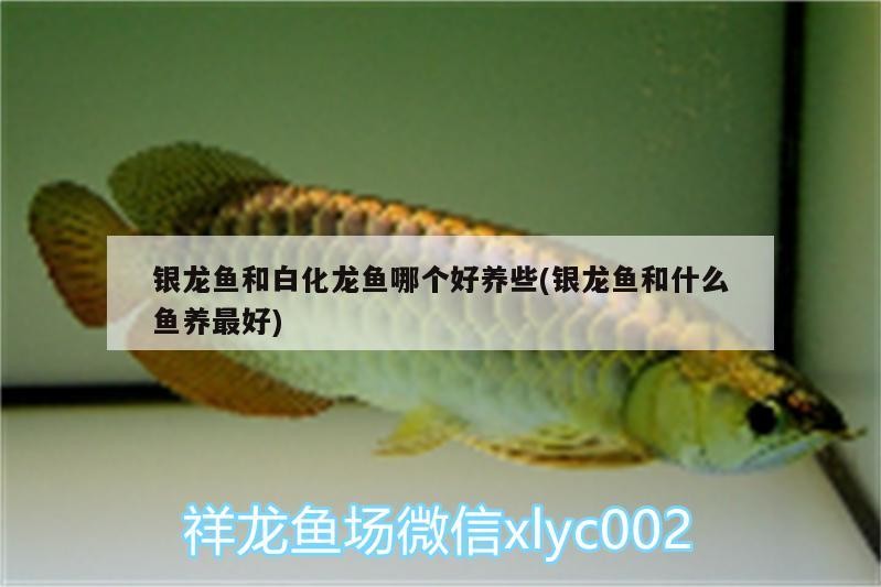 銀龍魚和白化龍魚哪個好養些(銀龍魚和什么魚養最好)