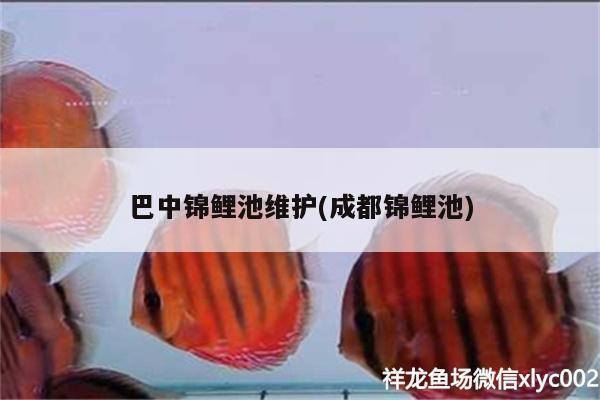 巴中錦鯉池維護(成都錦鯉池)