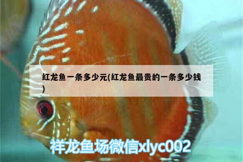 紅龍魚一條多少元(紅龍魚最貴的一條多少錢)
