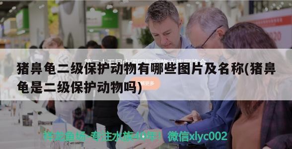 豬鼻龜二級保護動物有哪些圖片及名稱(豬鼻龜是二級保護動物嗎)