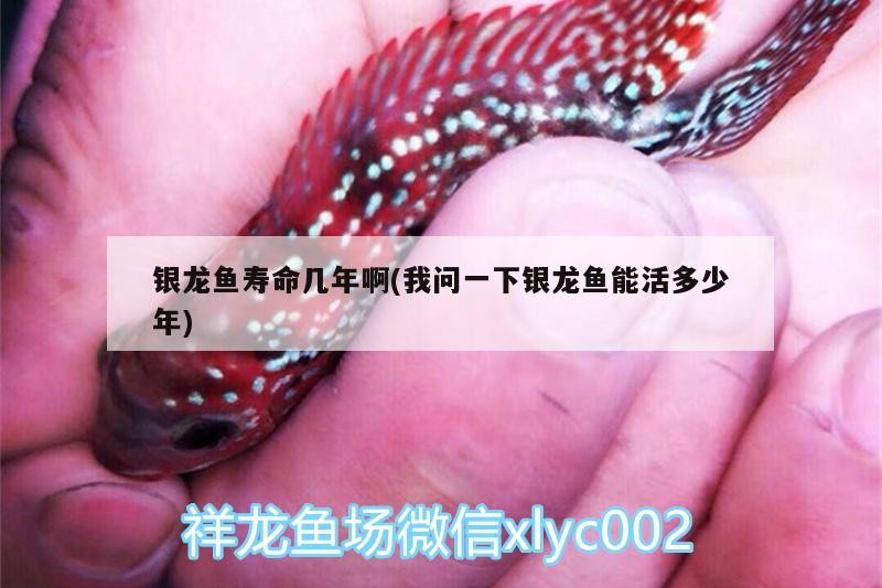 銀龍魚壽命幾年啊(我問一下銀龍魚能活多少年)