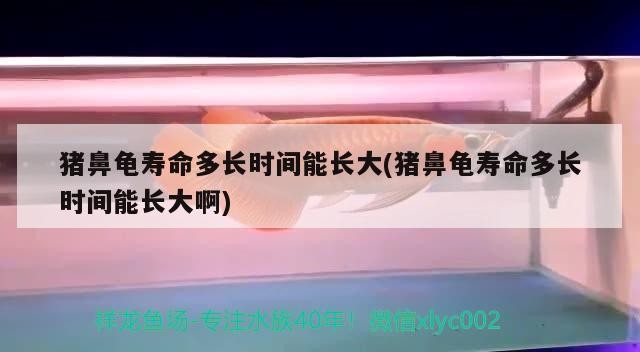 豬鼻龜壽命多長時間能長大(豬鼻龜壽命多長時間能長大啊)