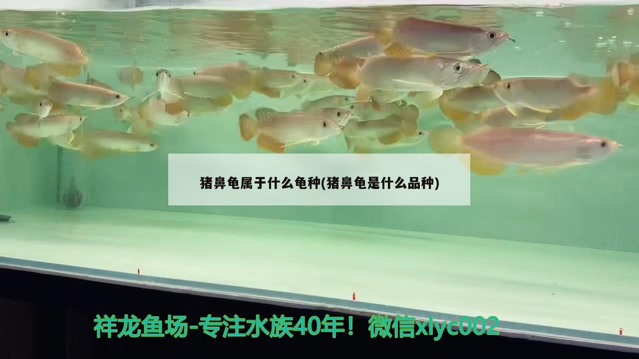 豬鼻龜屬于什么龜種(豬鼻龜是什么品種)