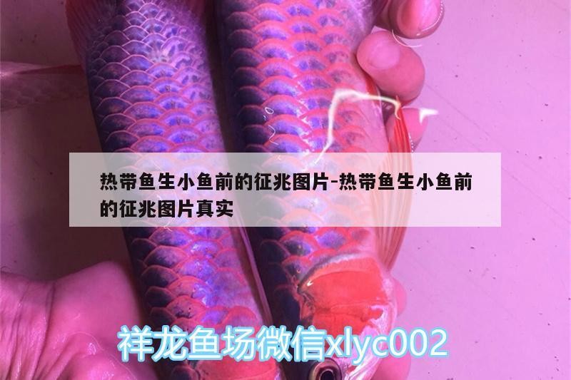 熱帶魚生小魚前的征兆圖片:熱帶魚生小魚前的征兆圖片真實