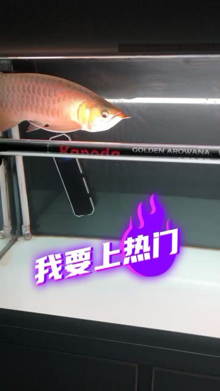 青島水族館側燈搞起