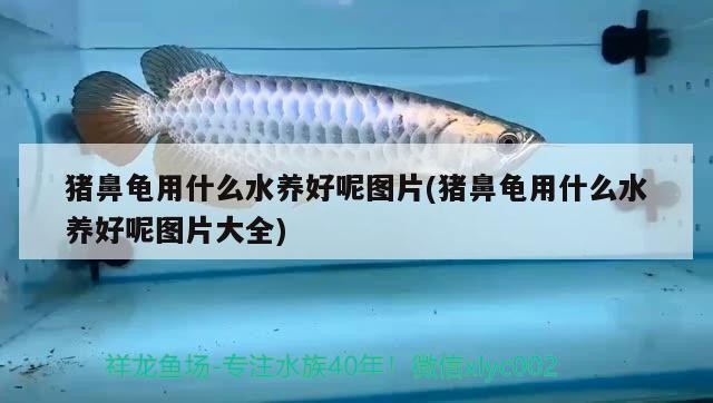 豬鼻龜用什么水養好呢圖片(豬鼻龜用什么水養好呢圖片大全)
