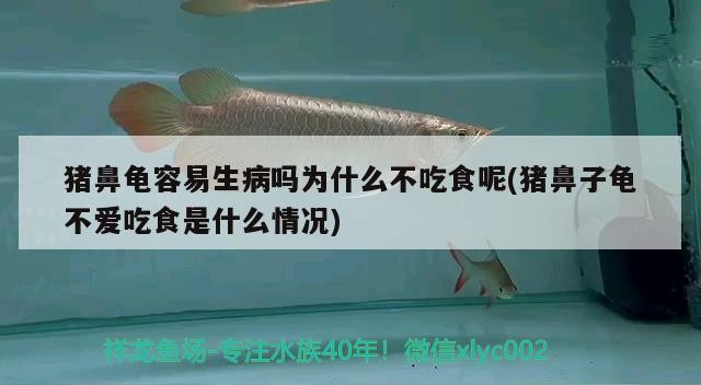豬鼻龜容易生病嗎為什么不吃食呢(豬鼻子龜不愛吃食是什么情況)