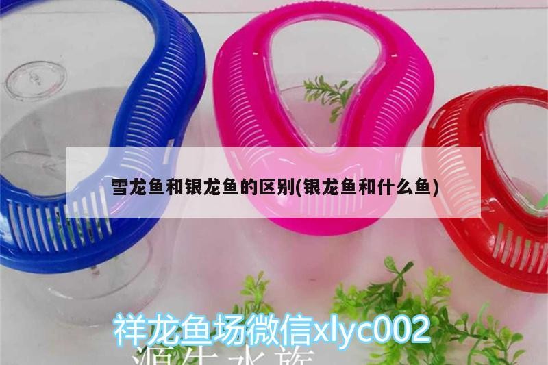 雪龍魚和銀龍魚的區別(銀龍魚和什么魚)