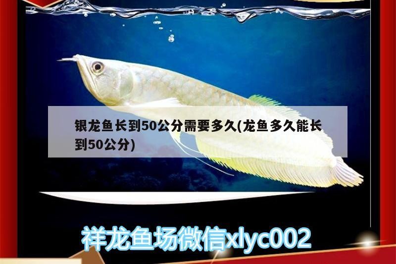 銀龍魚長到50公分需要多久(龍魚多久能長到50公分)