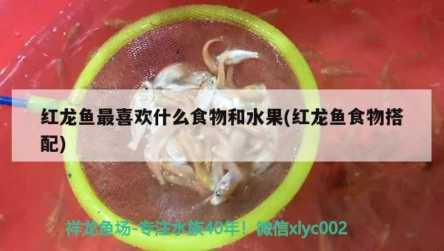 紅龍魚最喜歡什么食物和水果(紅龍魚食物搭配) 紅龍魚最喜歡什么食物和水果(紅龍魚食物搭配) 魟魚百科