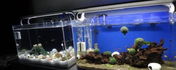 冬天魚缸需不需要開氧氣：冬季魚缸增氧的科學原理