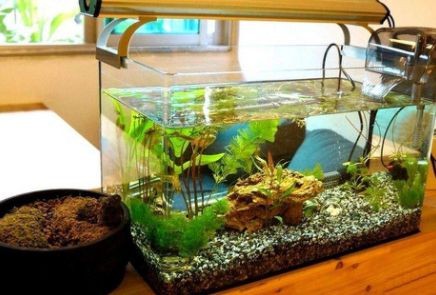 冬天魚缸需不需要開氧氣：冬季魚缸增氧的科學原理