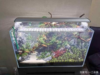 生態魚缸安裝圖解視頻教程（生態魚缸安裝圖解視頻教程全集）