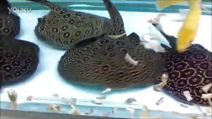 帝王魟魚(yú)日常護(hù)理要點(diǎn)，帝王魟魚(yú)的日常護(hù)理