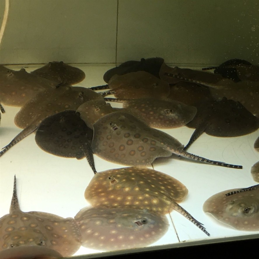 帝王魟魚(yú)日常護(hù)理要點(diǎn)，帝王魟魚(yú)的日常護(hù)理