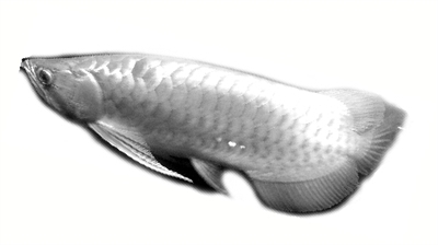 吉林紅龍魚價格2688貴嗎？